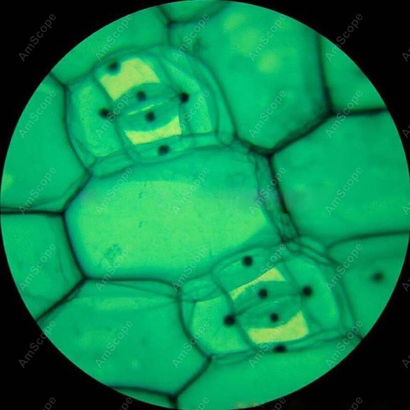 AmScope M148 Serie Biologische - Microscope Compound 40X recensie en prijs